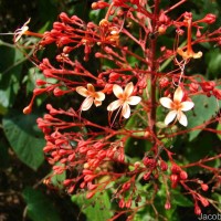 Clerodendrum paniculatum L.